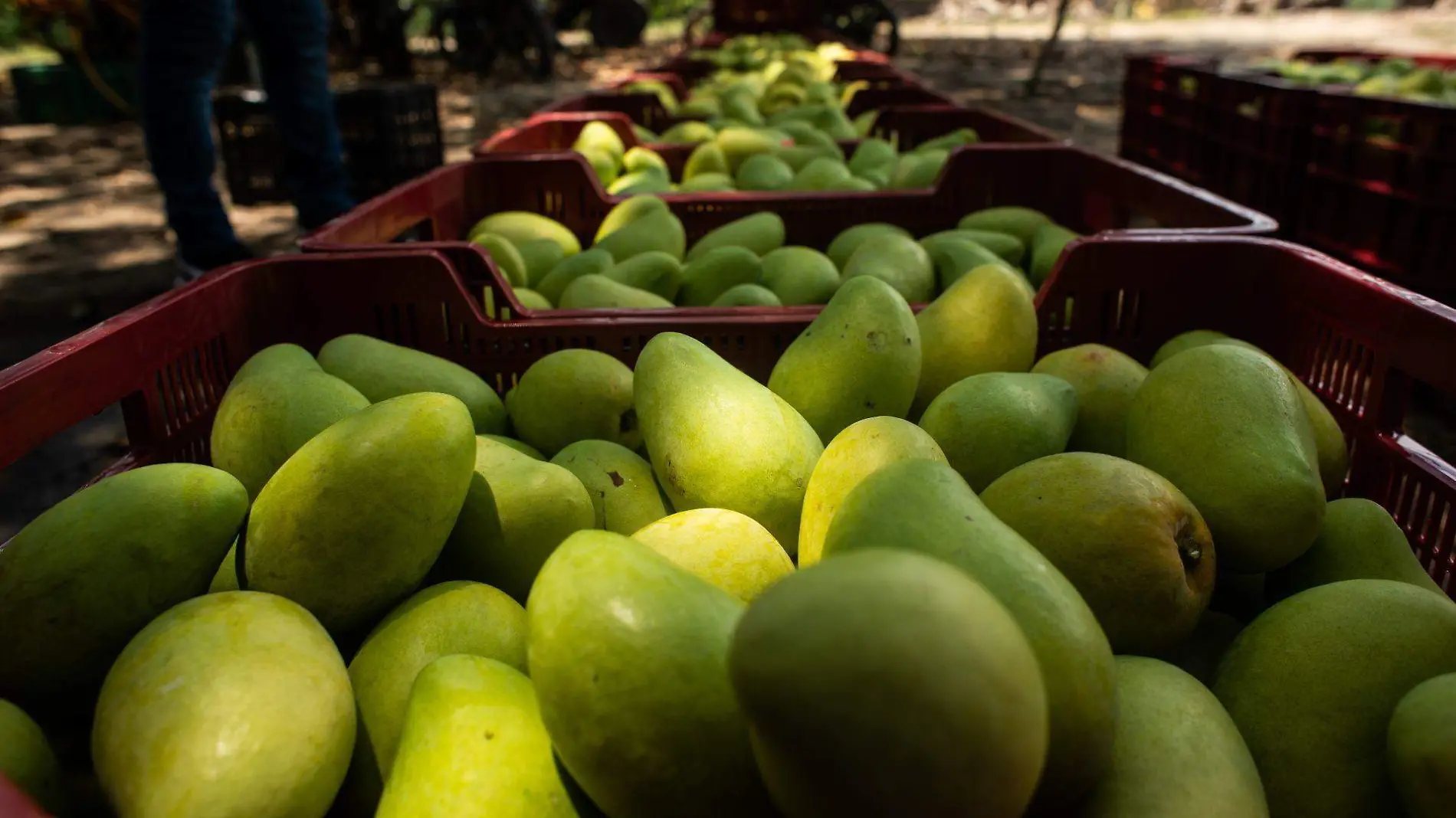 Mangos cuartoscuro